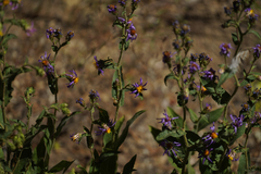 Eurybia