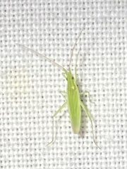 Trigonotylus caelestialium