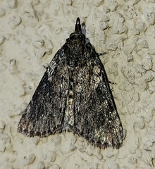 Omphalocera occidentalis