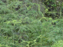 Gleichenia polypodioides