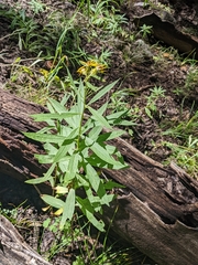Senecio serra