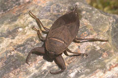 Lethocerus americanus