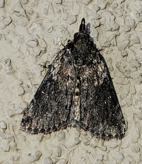 Omphalocera occidentalis