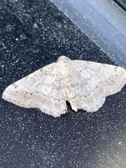 Digrammia ocellinata