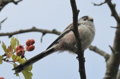 Aegithalos caudatus