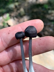 Cyanula