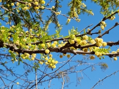 Vachellia robusta