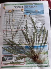 Scorzoneroides autumnalis