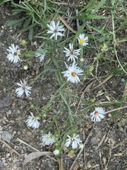 Symphyotrichum falcatum