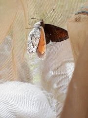 Erebia tyndarus