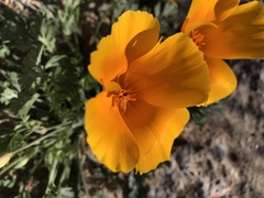 Eschscholzia californica