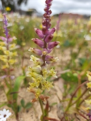 Lachenalia