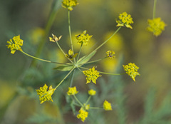 Bupleurum multinerve