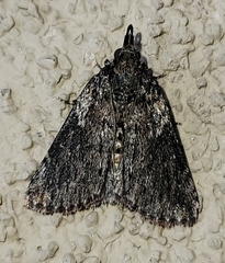 Omphalocera occidentalis