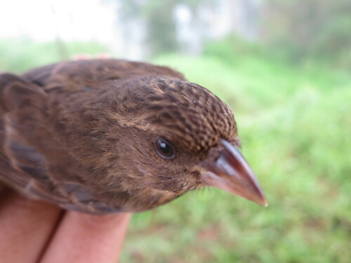 Principe Seedeater (Crithagra rufobrunnea), photo 2