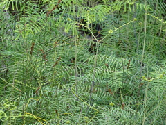 Gleichenia polypodioides