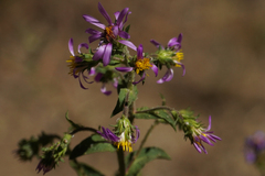Eurybia