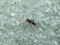 Brachymyrmex patagonicus