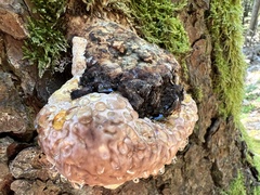 Fomitopsis pinicola
