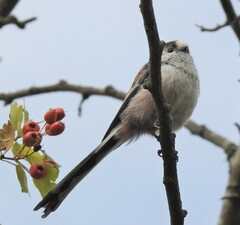 Aegithalos caudatus