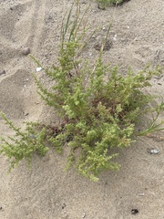 Salsola kali