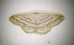 Scopula ancellata