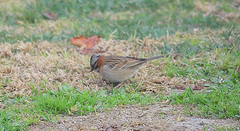 Zonotrichia capensis chilensis