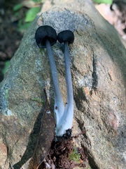 Cyanula