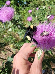 Bombus auricomus