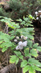 Actaea rubra neglecta