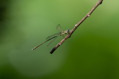 Chalcolestes parvidens