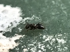 Brachymyrmex patagonicus