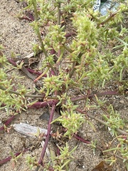 Salsola kali
