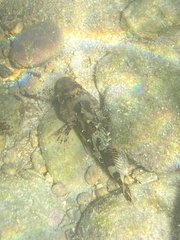 Scorpaena maderensis