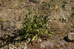 Eurybia