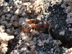 Solenopsis