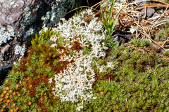 Cladonia uncialis