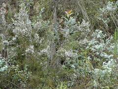 Erica scabriuscula