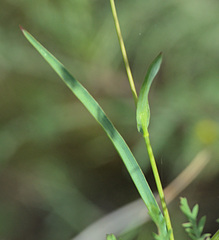 Bupleurum multinerve