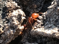 Solenopsis