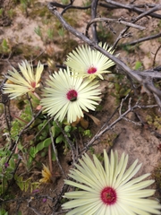 Cleretum bellidiforme
