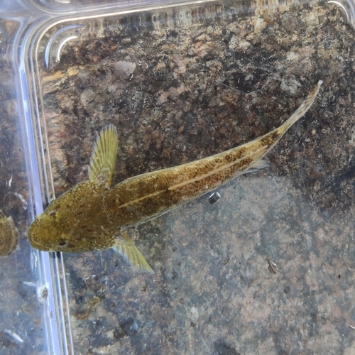 Giant goby (Gobius cobitis) — Gobiidae — 2