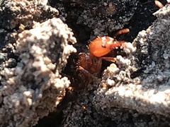 Solenopsis