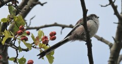 Aegithalos caudatus
