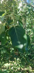 Populus balsamifera