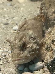 Scorpaena porcus