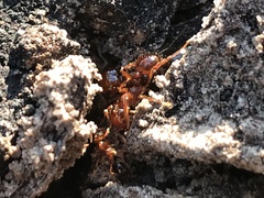 Solenopsis