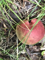 Baorangia bicolor