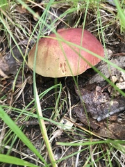 Baorangia bicolor