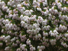 Erica scabriuscula